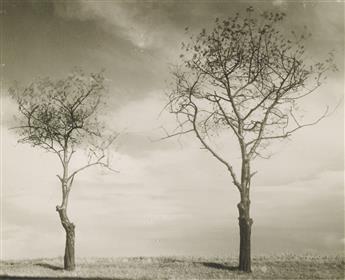 JOSEF SUDEK (1896-1976) Landscape along Elbe River * Two trees.